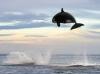 killer whale jumps really high out of water