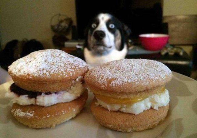 dog wide eyed looking at donut muffin cream fruit pastries