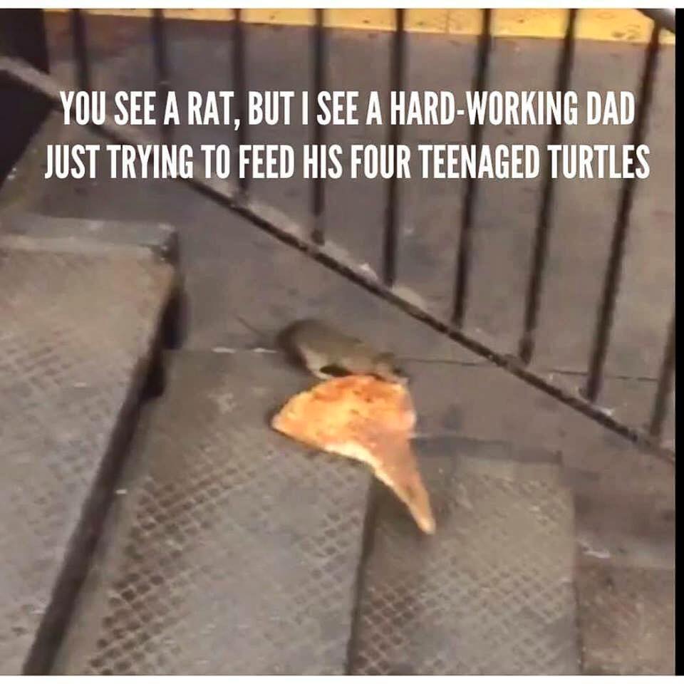 you see a rat but i see a hard working dad just trying to feed his four teenaged turtles
