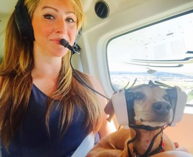 i have no idea what i'm flying, dog in a plane