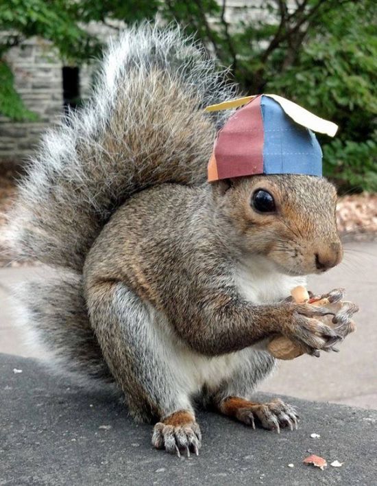 just a squirrel wearing a cute hat
