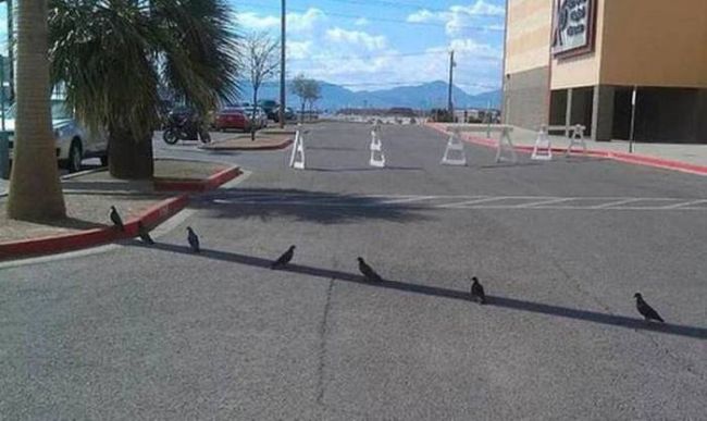 birds standing on shadow of pole, must be hot out