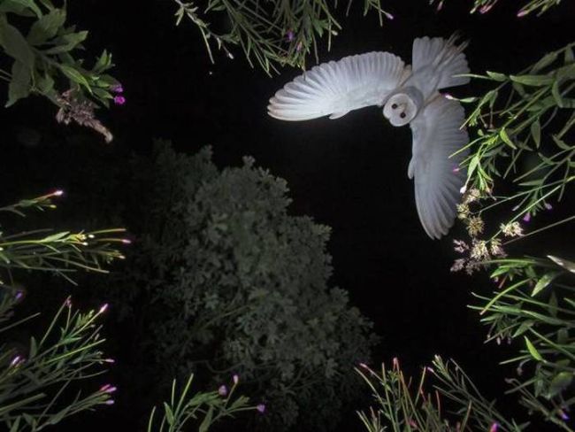 when you're taking a picture of a large tree at night and holy owl!