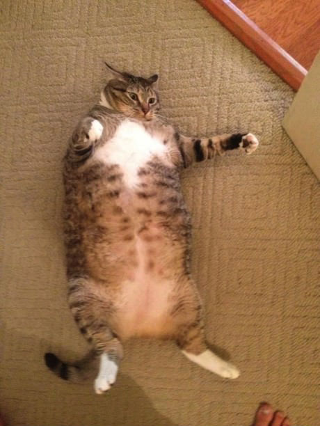 a very fat cat