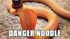 better names for animals, danger noodle