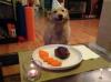 happy dog's birthday dinner