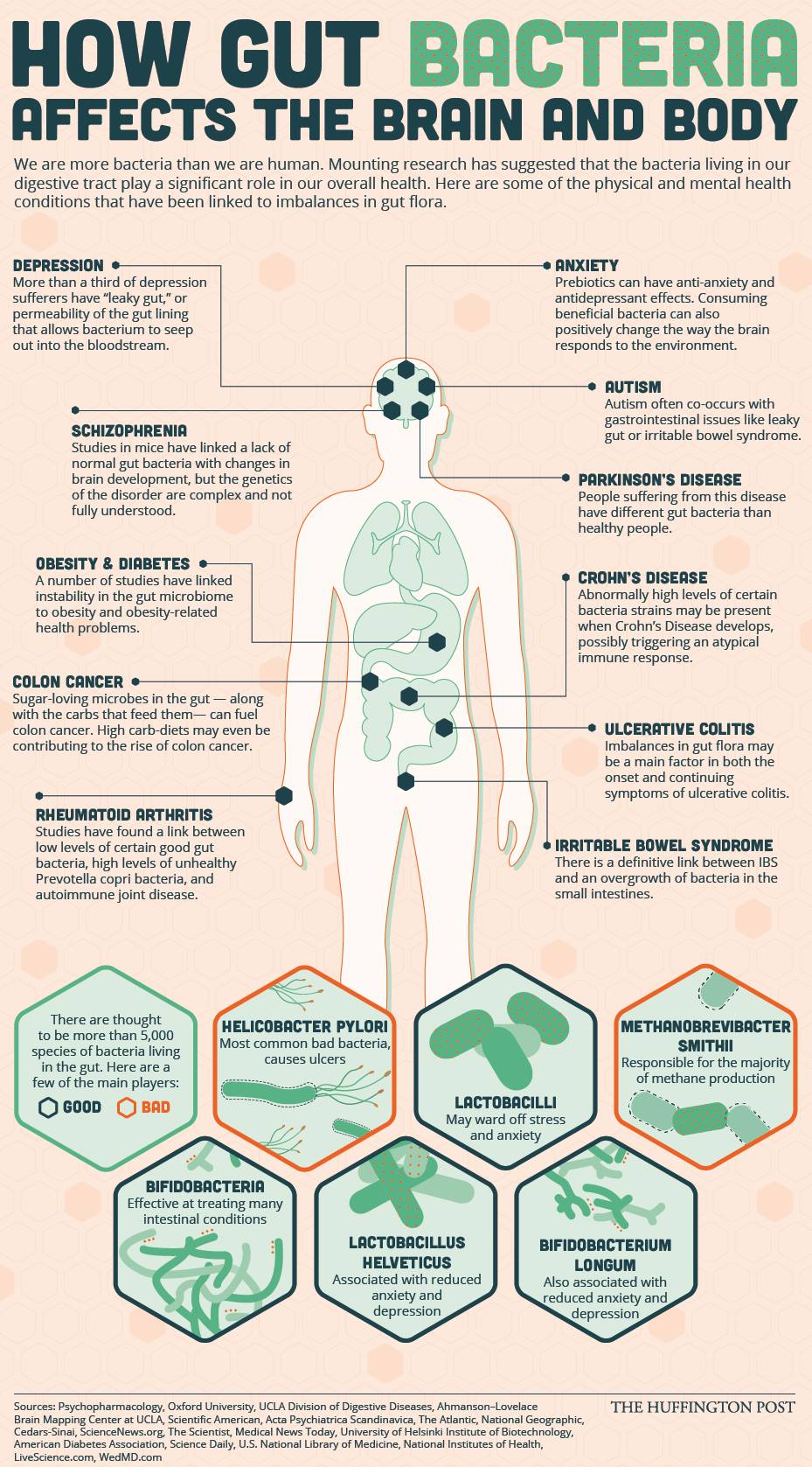 how gut bacteria affects the brain and body, infographic