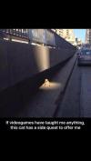 if videogames have taught me anything, this cat has a side quest to offer me