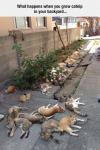 what happens when you grow catnip in your backyard, tons of cats