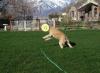 dog misses frisbee but not unhappy about it, timing