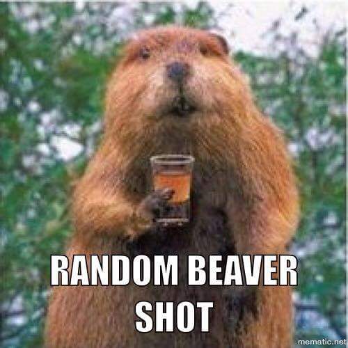 random beaver shot