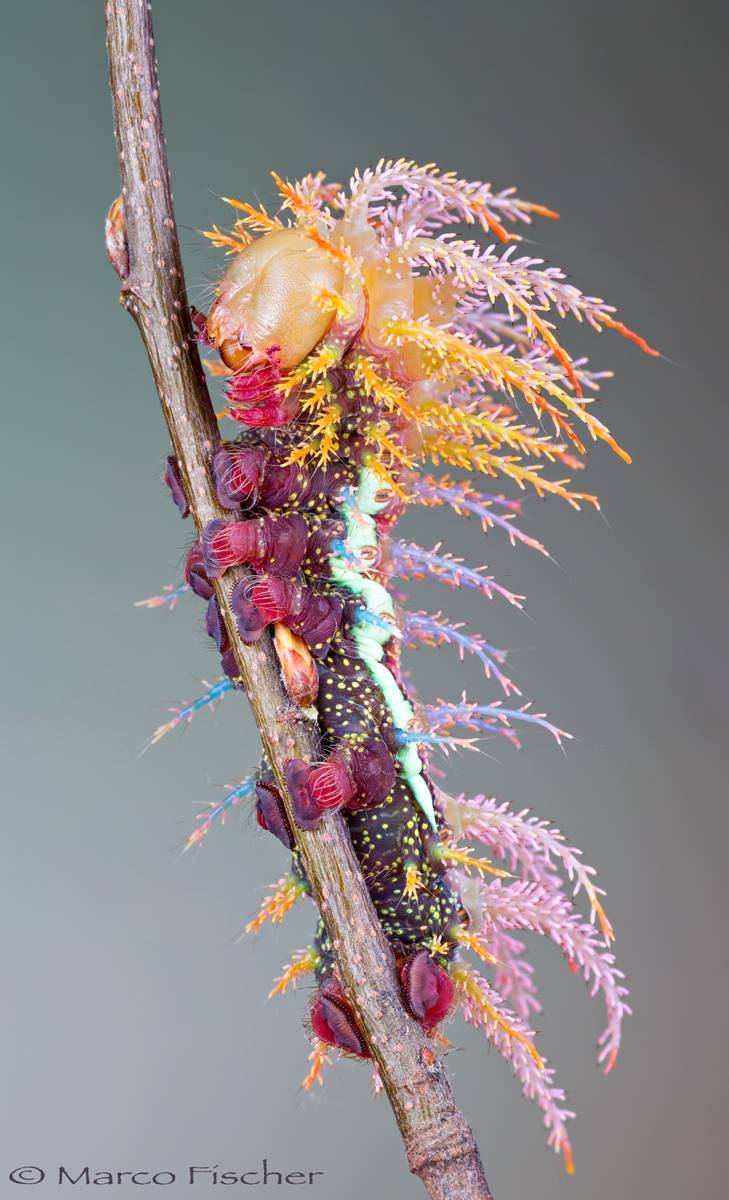 behold the fabulous caterpillar of saturniidae moth