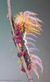 behold the fabulous caterpillar of saturniidae moth