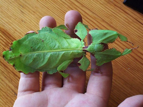 insect that really looks like a leaf, camouflage