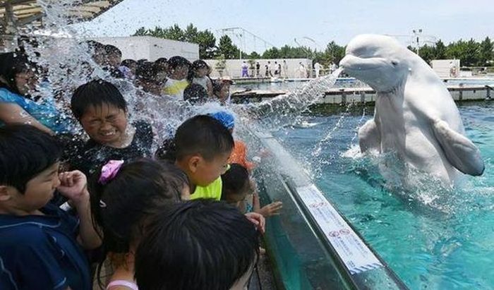 beluga spraying water on aquarium crowd, troll