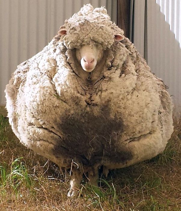 the most wholly sheep you'll ever see