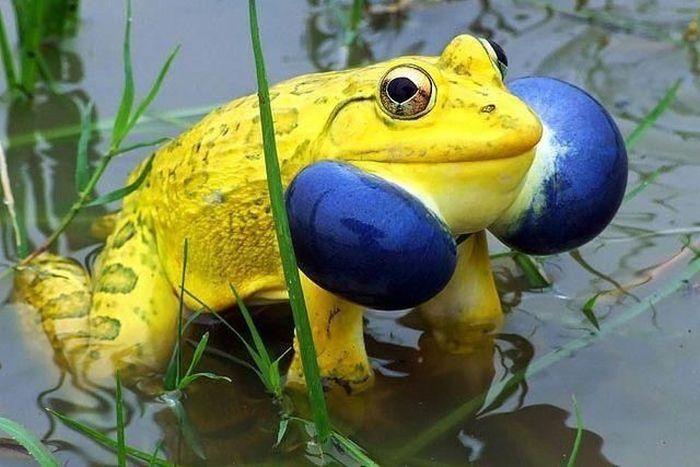 crazy yellow blue throated frog