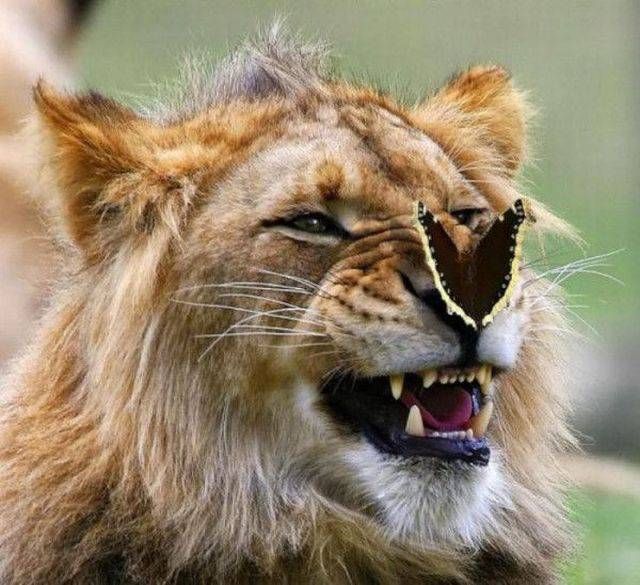 lion with butterfly on it's nose
