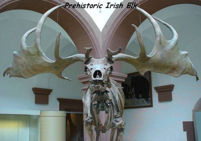 prehistoric irish elk skeleton with antlers