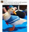 sorry everyone but the world's greatest cosplay has been achieved, duck dressed as donald duck