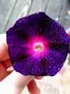 crazy beautiful purple flower