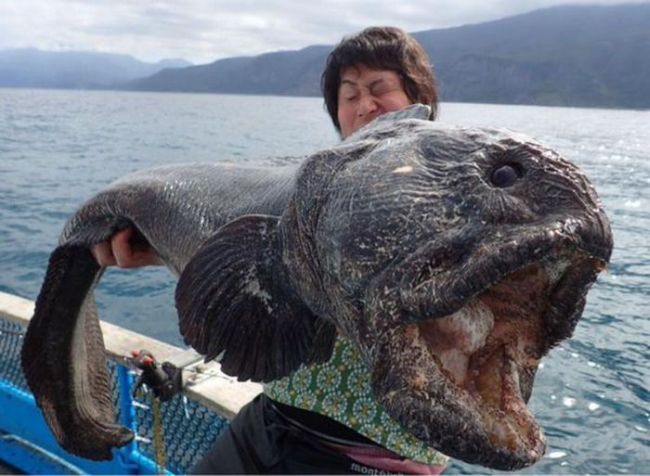 giant ugly fish caught in asia, wtf
