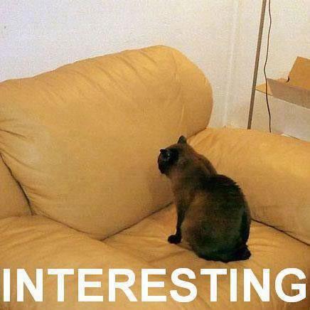 cat staring at sofa chair cushion, interesting