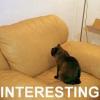 cat staring at sofa chair cushion, interesting
