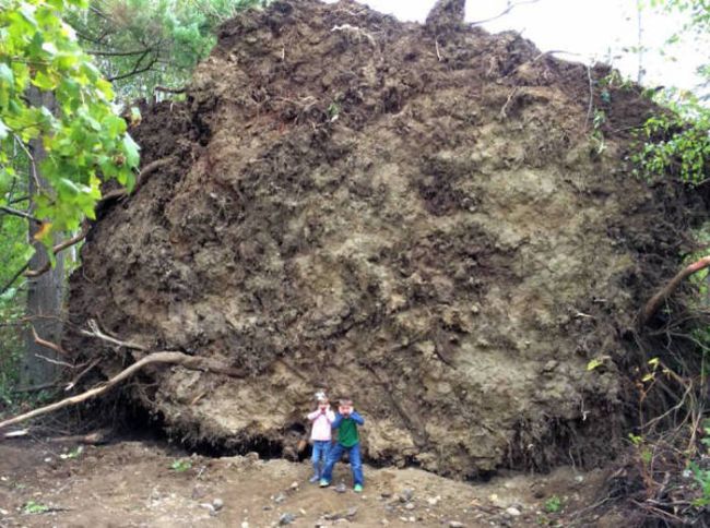 toddlers stand in front of massive fallen tree roots