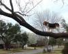 dog on the look out in a tree