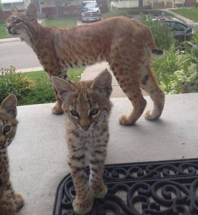 just a young family of lynx