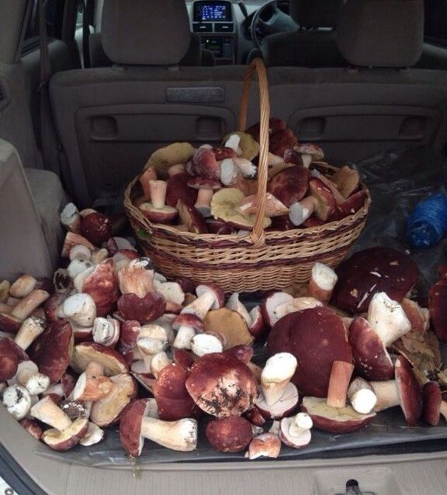 the mother load of mushroom harvests