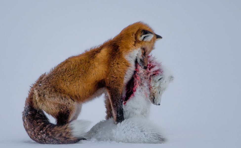 warring foxes take prize at the wildlife photographer of the year awards and notable runner ups