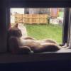 cat just chilling on the window sill