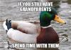 if you still have grandparents, spend time with them, actual advice mallard, meme