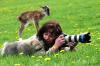 photographs of animal photographers and the animals they are trying to photograph
