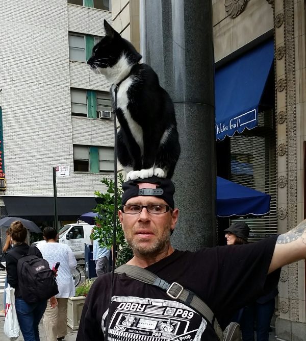 cat standing on some guy's head
