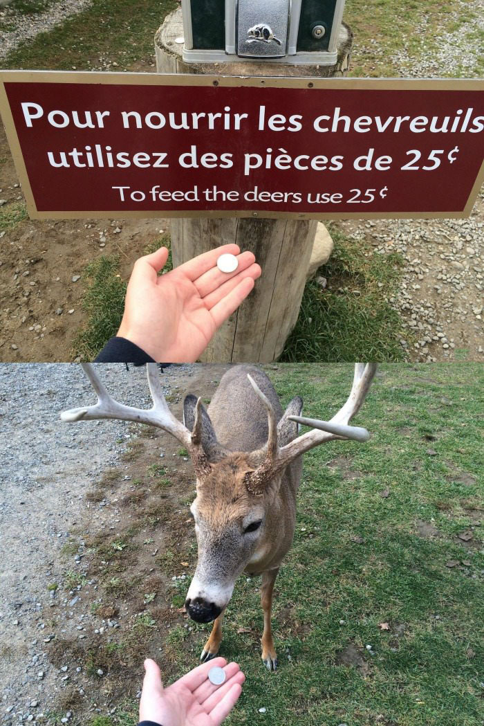 pour nourrir les chevreuils utilisez des pieces de 25 sous, to feed the deers use 25 cents, literal