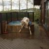 just a cow stuck in my hot tub