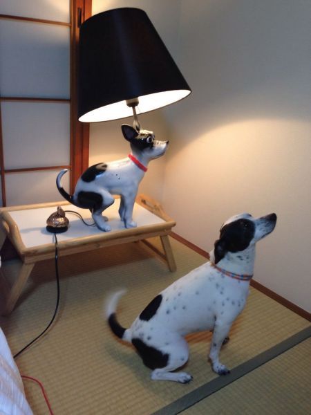 dog totallylookslike lamp