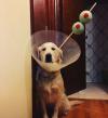 martini dog with head cone and olives