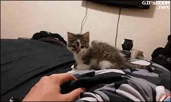 using the force on your kitten