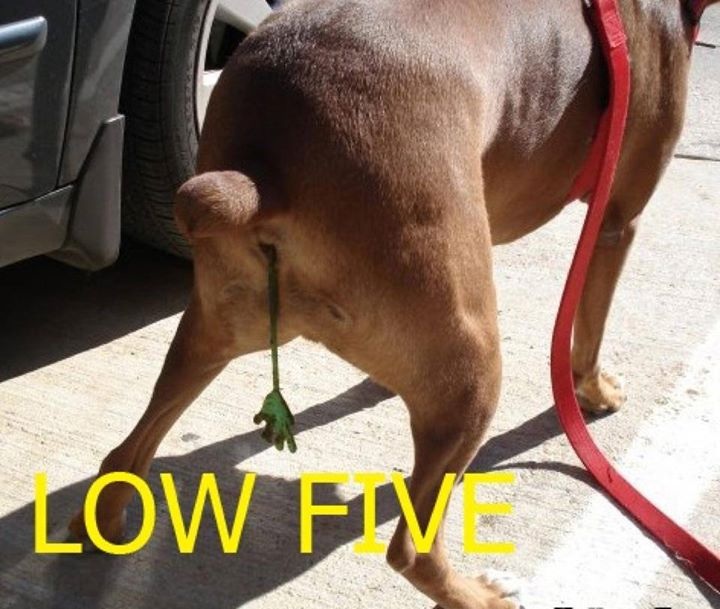 low five, hand sticking out dog's ass