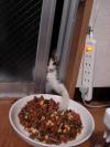 cat getting food through ajar sliding glass door