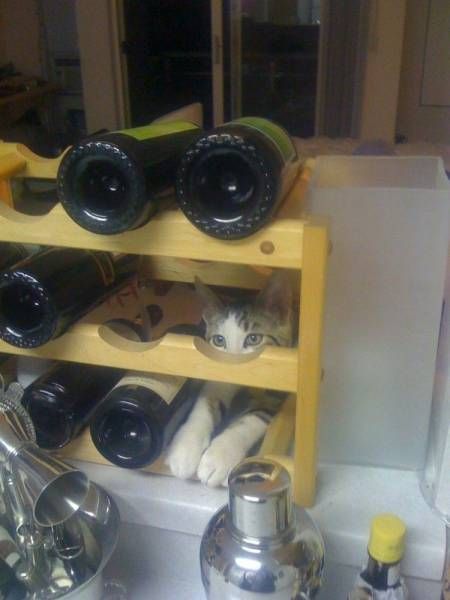 wine cat likes the company of bottled grapes