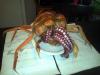 behold an octopus-stuffed turkey with crab legs called the cthurkey