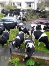 don't have a cow man, have ten or more!, many cows on residential street