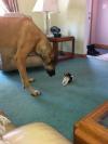big dog versus tiny dog