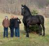 ridiculously large horse with people to scale