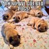oh no we got bed pugs, meme